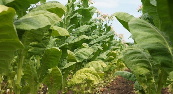 До люльки й тютюнець: аматорська агротехніка вирощування тютюну та махорки 