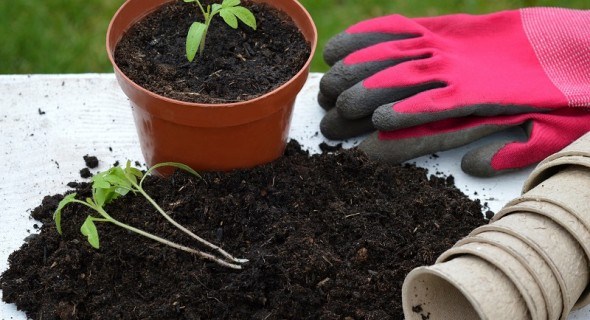 Головне – підготувати ґрунт: роботи на городі у березні 