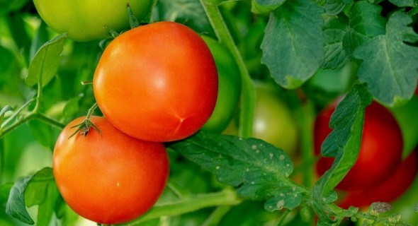 Щоб помідор почервонів: агроприйоми для регулювання росту рослин та дозрівання врожаю 