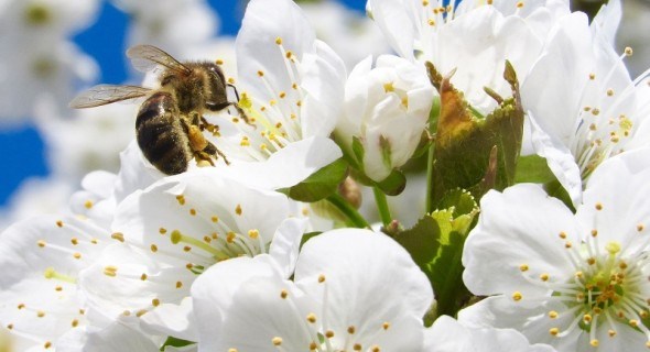 Прованто Вернал - безпечний до бджіл та нещадний до шкідників саду і городу!