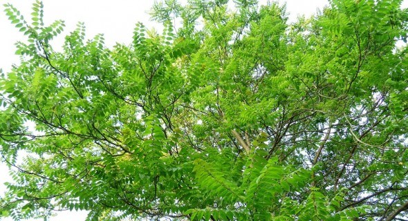 Небесне дерево: айлант високий в садах і парках України  