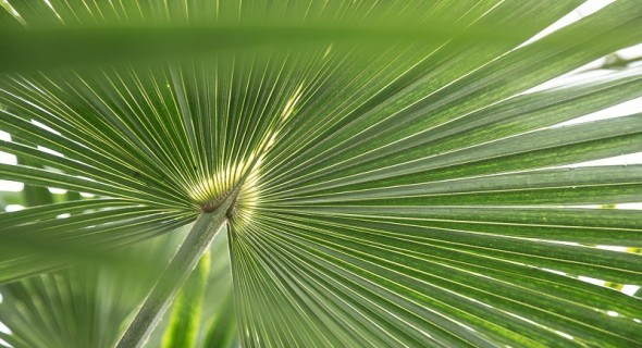 Величні "принци рослинного світу": особливості вирощування різних видів пальм 