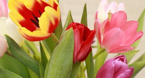 Квіти на підвіконні: вигонка тюльпанів до весняних свят  