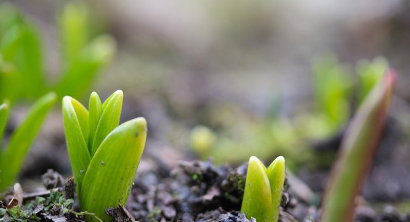 Весна починається у вересні: технологія вигонки тюльпанів для раннього цвітіння 