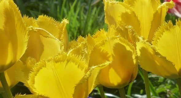 Пелюстки, прикрашені інеєм: досвід вирощування торочкуватих тюльпанів у відкритому ґрунті 