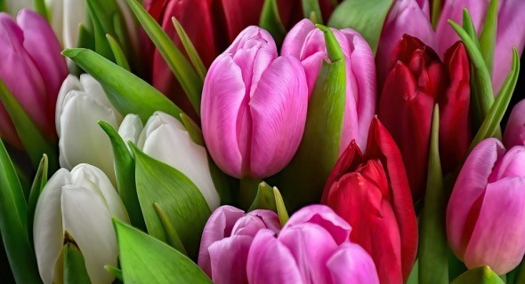 Основи вигонки тюльпанів: вирощуємо квіти до зимових та весняних свят 