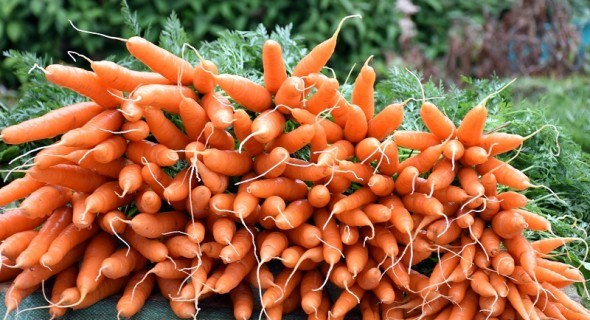 Корінці зі знаком "плюс": вирощуємо столову моркву