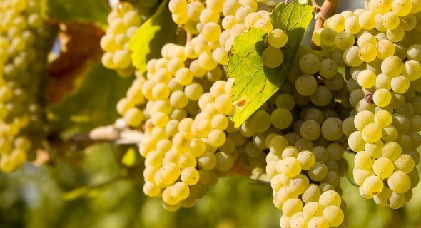 Особенности осенней защиты виноградника