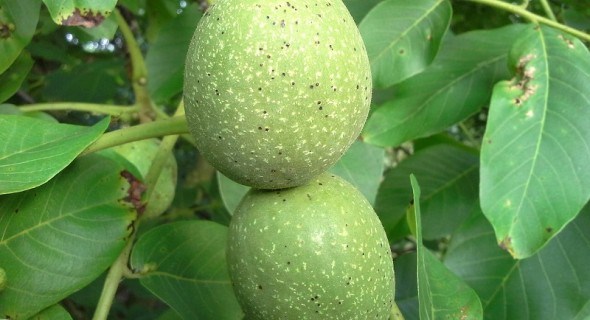 Практикум горіховода: як виростити плодоносне горіхове дерево з насіння 