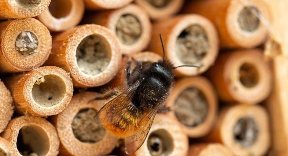 Дикі бджоли – трудівниці: як залучити осмій для запилювання плодових рослин 