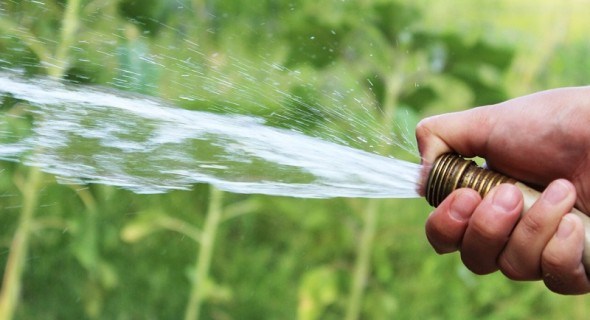 Єдине спасіння – вода: як краще поливати городні рослини у спеку 