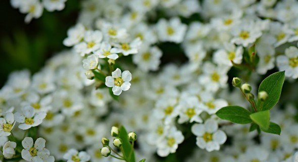 Алісум, чарівний блукач: ботанічні особливості та вирощування у квітнику 