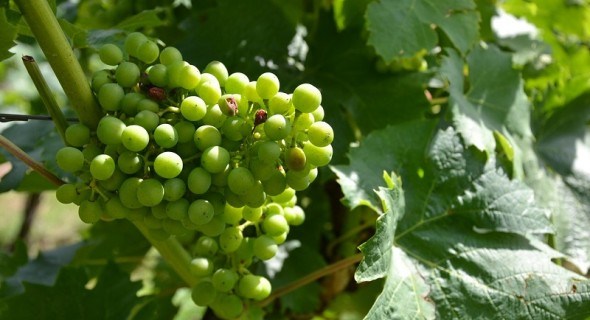 Більше – не значить краще: як регулювати навантаження виноградного куща 