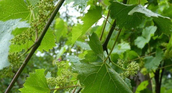 Тонкий расчет: зеленые операции на винограднике