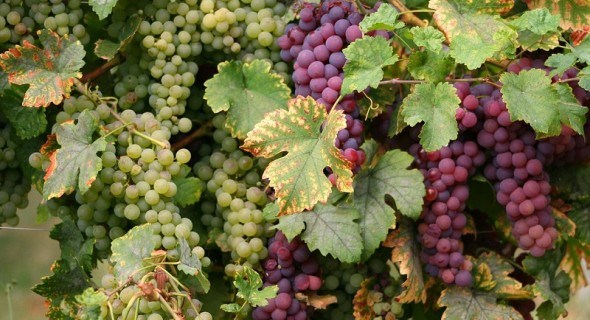  Архітектура лози: використання різних видів та сортів винограду в озеленні садиб 
