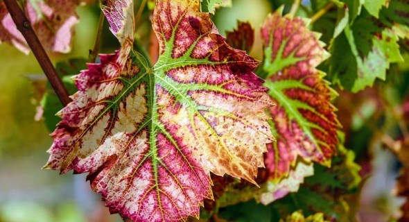 Час збирати листя: як приготувати біо-добриво з опаду 