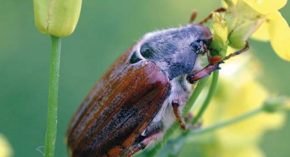Хрущи налетели: борьба с майским жуком и его личинками 