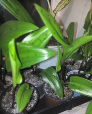 Дримиопсис пятнистый (Drimiopsis maculata).