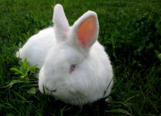 Кролики НЗБ, Новозеландская белая