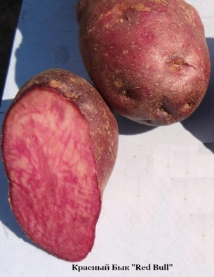 картофель с цветной мякотью