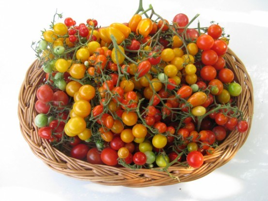 Помідорні дива: вирощуємо продуктивні сорти чері зі смачними плодами 