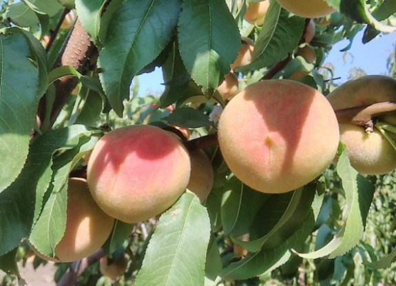 Фундамент здорового саду: найкращі підщепи для персика 