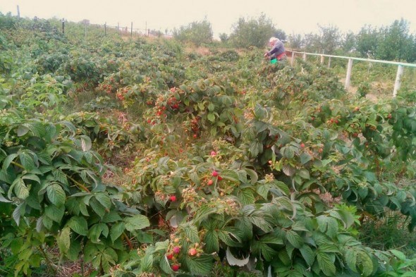 Стабільний врожай у будь-яку погоду: особливості вирощування ремонтантних сортів малини 