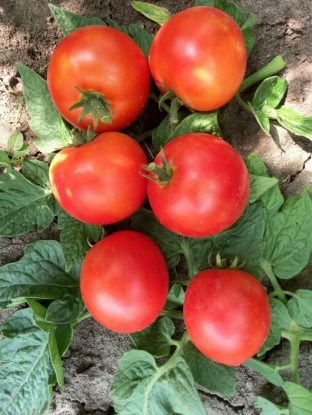 Плоди помідорів сорту Тургай 
