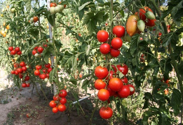 Без проблем та помилок: корисні агротехнічні прийоми при вирощуванні помідорів 