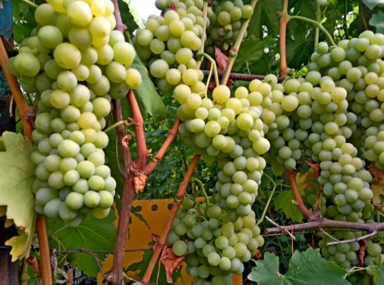 Мрії збуваються: досвід вирощування столового винограду в міських умовах 