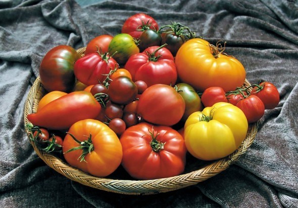 Апетитний помідорний ряд: досвід вирощування нових врожайних сортів  