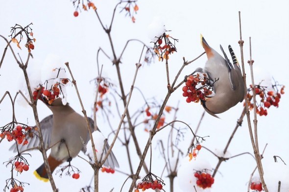 Сад, що приваблює птахів: красиві та корисні рослини для садиби взимку  
