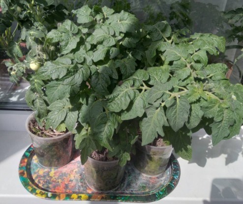 На душі – літо: сорти помідорів для городу на підвіконні  