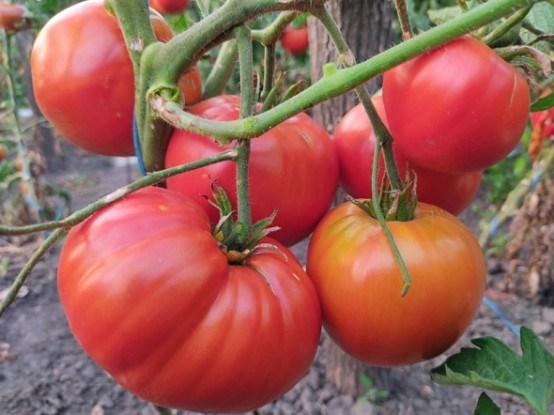 Від малого до великого: коллекція улюблених помідорних сортів 