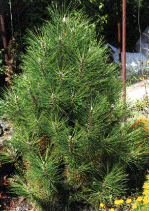  Чорна сосна (Pinus nigra) 'Piramidalis'