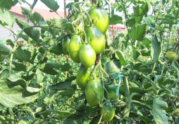 З&#039;їв і ще захотів: вирощуємо томати сорту Смарагдова груша 