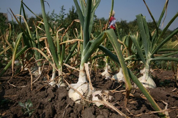 Тепличные условия портят не всех: выращиваем лук рассадным способом 