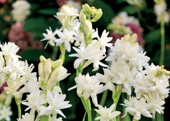 Тубероза – квітка з чаклунським ароматом