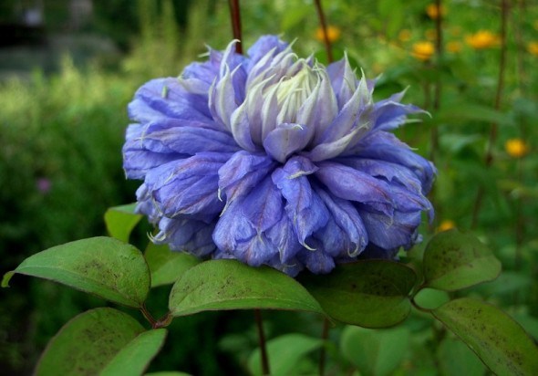 Блакитна рапсодія: сорти клематісів з синіми квітками 