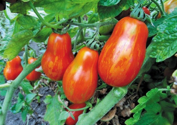 Безмежний світ помідорів: незвичайні сорти для захоплених городників 