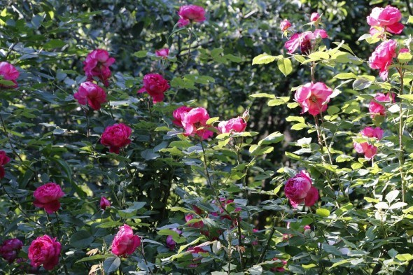 Мій прекрасний Бенджамін: досвід вирощування англійських троянд 
