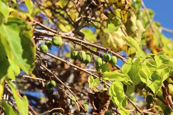 Під барвистим листям: плодові види актинидії у садибі 
