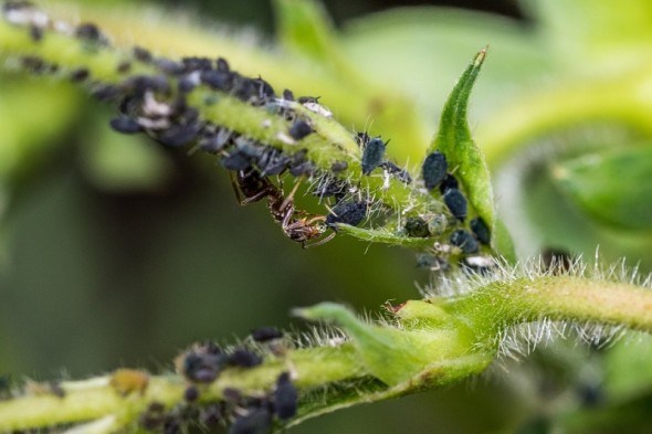 Де зимує попелиця? Основи захисту плодових рослин від шкідливих комах   