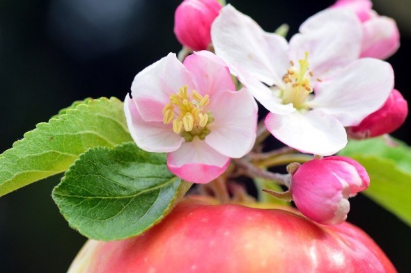 Захист яблунь і груш від шкідників і хвороб, боротьба з шкідниками ...
