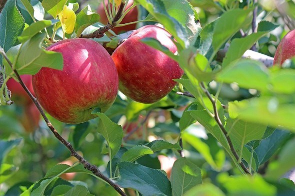 Без яблони – нет сада: выращиваем лучшие сорта 