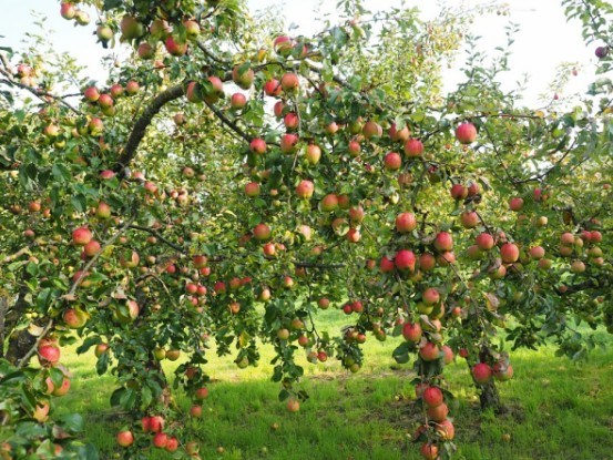 Яблуня на ваш вибір: досвід вирощування різних сортів  