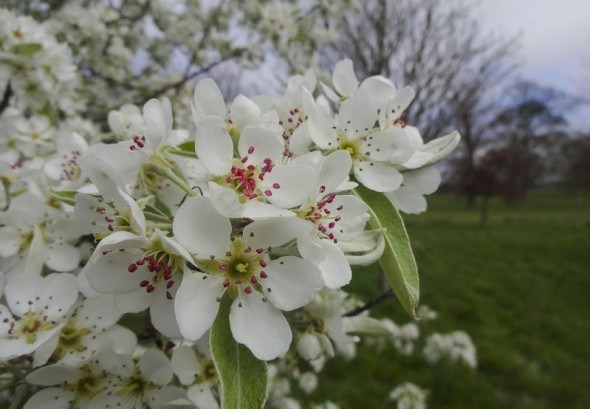 Сучасний захист яблуневого саду в ранньовесінній період 