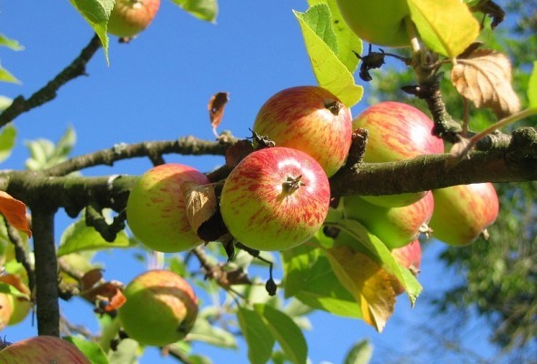 Чорні сліди хвороби: як лікувати сажистий наліт на яблуні 