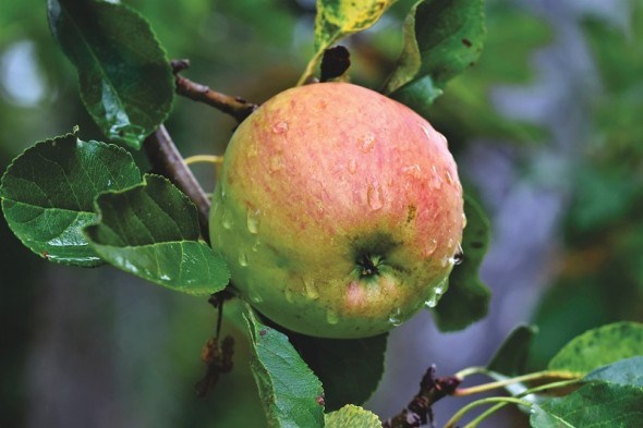 Яблуні, що не підведуть: досвід вирощування зарубіжних імунних та продуктивних сортів 