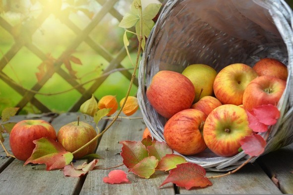 Коли хвороба – всередині: як захистити яблука від гнилі під час зберігання врожаю 